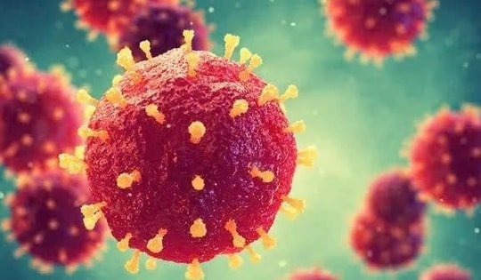 Virus Nipah: Cảnh giác đúng mức, không hoang mang trước nguy cơ xâm nhập