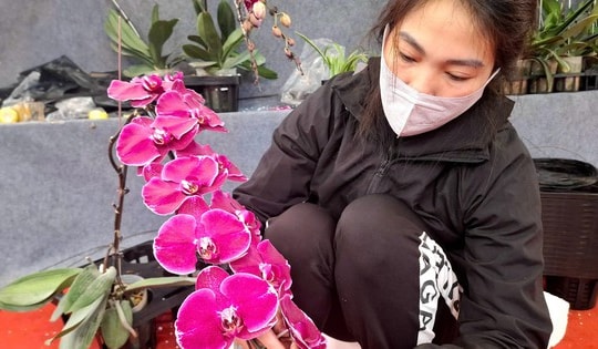 'Nâng mặt' hoa lan giúp bỏ túi chục triệu đồng dịp cận Tết: Nghề tay trái nhưng không phải 'dễ ăn'