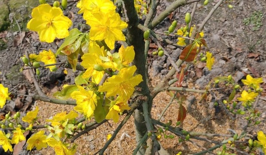 Thị trường mai Tết TP Hồ Chí Minh 'nín thở' chờ sức mua tăng