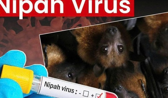 Tăng cường biện pháp y tế trước nguy cơ virus Nipah lây lan
