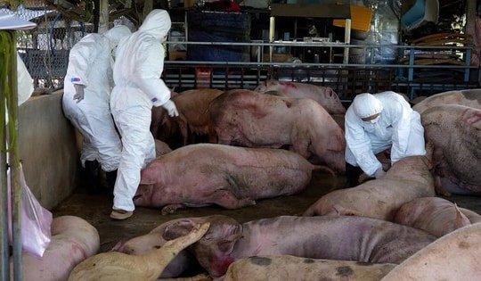 Giám sát chặt virus Nipah tại các cơ sở chăn nuôi lợn có nhiều dơi ăn quả