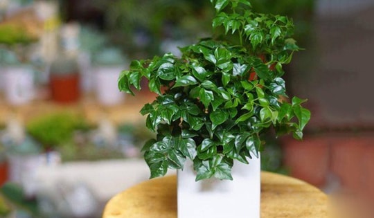 Chuyên gia phong thủy chỉ cách chọn cây vừa đẹp vừa đem lại vận may dịp Tết