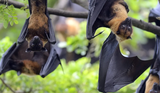 Vì sao virus Nipah khó có thể gây đại dịch nhưng cần giám sát chặt chẽ?