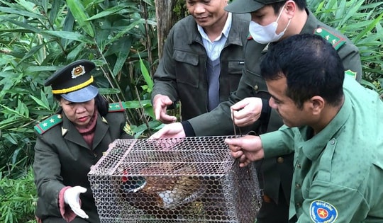 Rừng tự nhiên ở Huế ghi dấu sự hiện diện của nhiều loài động vật quý hiếm