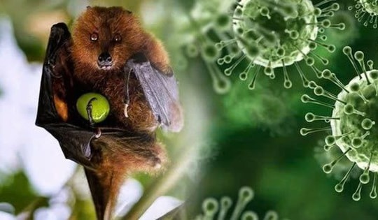Nhật Bản thử nghiệm lâm sàng vaccine ngừa virus Nipah