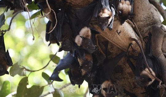 Nghiên cứu vaccine Nipah tăng tốc khi Ấn Độ tiếp tục ghi nhận ca nhiễm mới