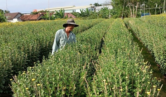 Ở nơi gần 30.000 chậu hoa cúc Tết chưa nở, thương lái đã đặt mua hết