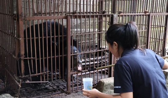 Trung tâm Cứu hộ gấu Việt Nam tiếp nhận, chăm sóc một cá thể gấu ngựa