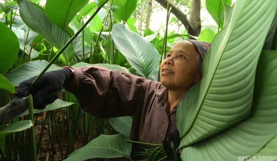 Tràng Cát những ngày giáp Tết: 'Thủ phủ' lá dong xuyên đêm cho vụ mùa lớn nhất năm