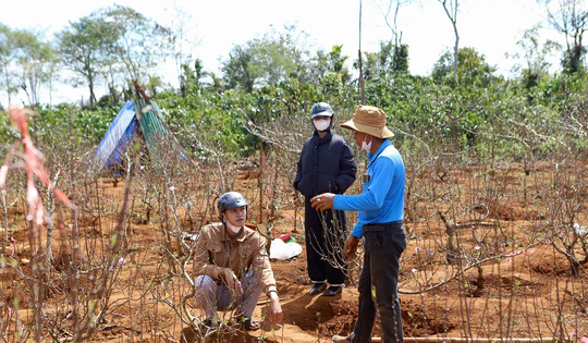 Đào Buôn Hồ vào vụ Tết: Hoa đẹp, thương lái đặt cọc sớm