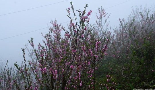 Cơ quan khí tượng thông tin chính thức về thời tiết Tết Nguyên đán 2026