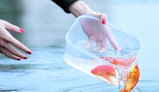 Ngày nào cúng ông Công ông Táo, dưới góc nhìn của chuyên gia phong thủy