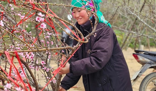 Nhịp xuân trên chợ đào đá Sa Pa
