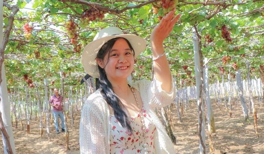 Cận Tết, làng nho ở Khánh Hòa tất bật vào vụ quan trọng nhất năm, nông dân kỳ vọng Tết đủ đầy