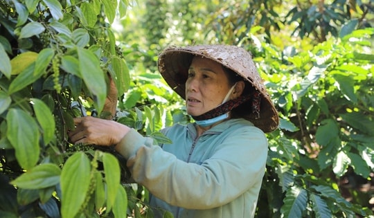 Nông sản được giá, nông dân Đắk Lắk ăn Tết lớn