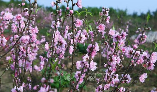 Đào nở sớm, người trồng đối mặt nguy cơ 'thất thu' dịp Tết