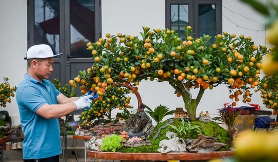 Cách chọn cây quất cảnh trưng Tết bền đẹp