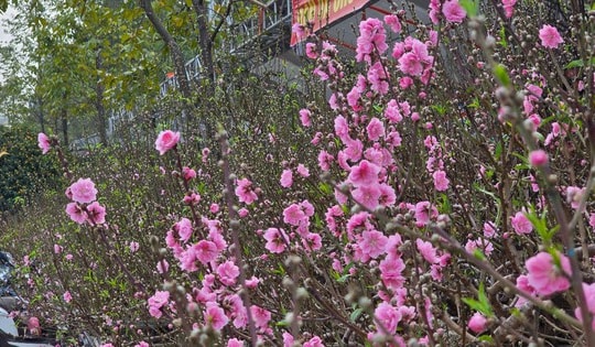 Hoa, cây cảnh tràn ngập trên các tuyến phố ở Thanh Hóa