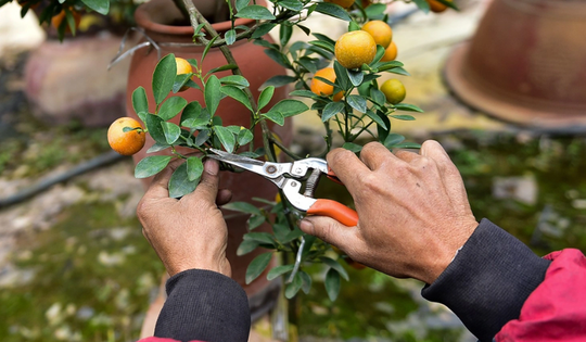 Những sai lầm trong cách chăm sóc khiến cây quất cảnh nhanh héo và rụng quả ngày Tết