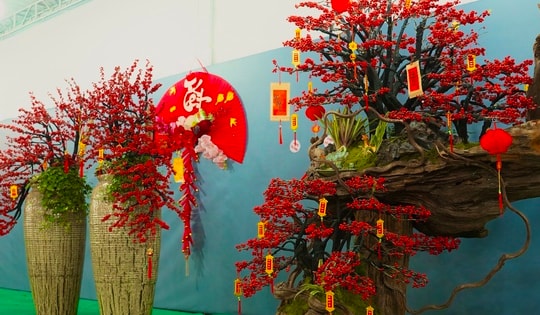 Tết Bính Ngọ: Đào đông nhập khẩu giá 'bỏng tay', người chơi tò mò