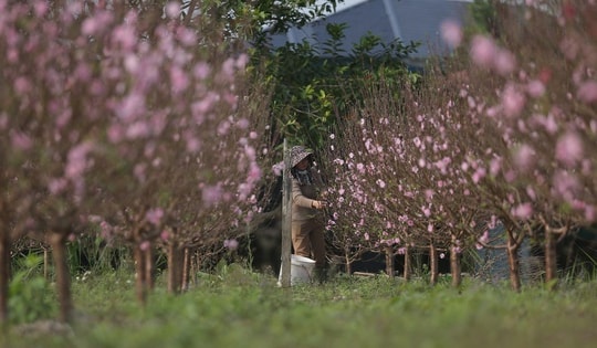 Đào nở đỏ rực trước Tết, chủ vườn đứng ngồi không yên