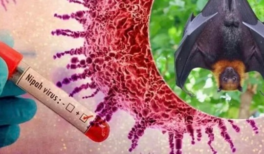 Lâm Đồng chủ động phòng, chống dịch bệnh do virus Nipah trong dịp Tết Bính Ngọ 2026