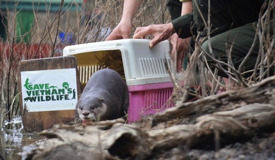 Tái thả nhiều động vật hoang dã quý hiếm về môi trường tự nhiên