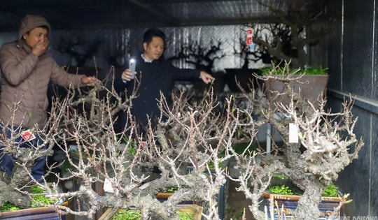 Đào 'tiến vua' Nhật Tân ngủ điều hòa chờ Tết