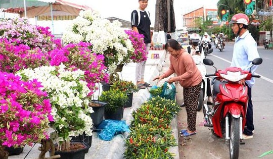 Không bắt buộc có giấy xác nhận khi vận chuyển hoa, kiểng bán Tết