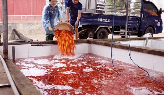 Làng cá chép đỏ Thủy Trầm nhộn nhịp trước ngày ông Công, ông Táo