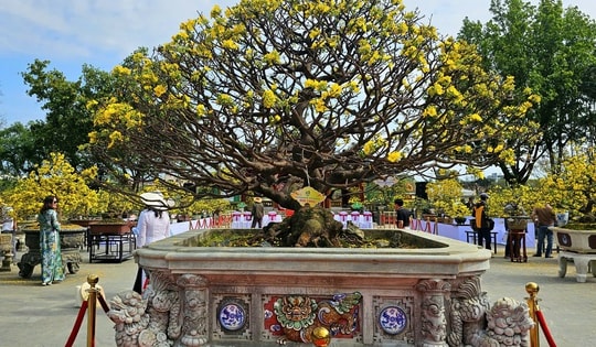 Chiêm ngưỡng dàn mai vàng cổ thụ quý hiếm 'hội tụ' ở Cố đô Huế