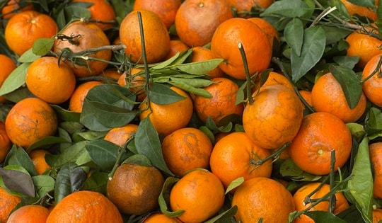 Quýt sim ‘xả’ đầy chợ, giá rẻ chỉ hơn chục nghìn đồng/kg dịp cận Tết Nguyên đán