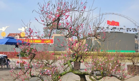 Sắc đào rừng, mai vàng nhuộm thắm Quảng trường Lam Sơn