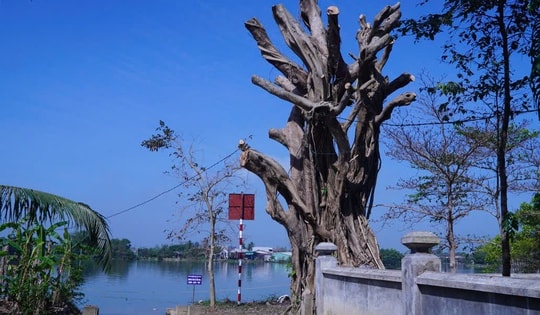 Phường ở Huế lên tiếng về thông tin cây cổ thụ tại khu vực di tích bị cắt tỉa quá mức