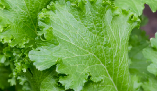 Lợi ích của cải canh đối với sức khỏe