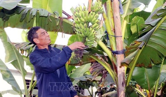 Đặc sản chuối tiến Vua dịp Tết khan hiếm