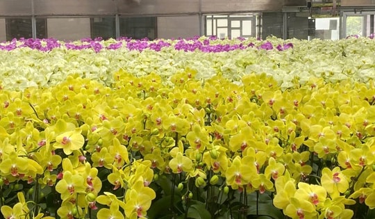 Chuyên gia chỉ cách chọn và chăm sóc lan hồ điệp bền đẹp suốt Tết