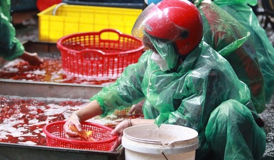 Loại cá chép nào được ưa chuộng trong lễ cúng ông Công, ông Táo?