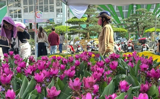 Thông tin mới nhất về thời tiết Tết Nguyên đán trên cả nước