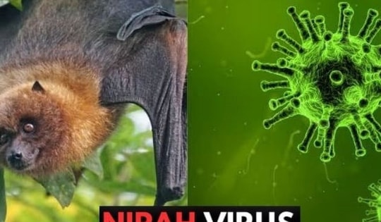 Singapore theo dõi chặt chẽ trường hợp nhiễm virus Nipah tại Bangladesh