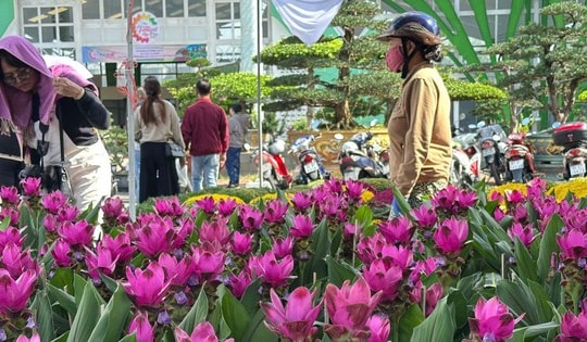 Thông tin mới nhất về thời tiết Tết Nguyên đán trên cả nước