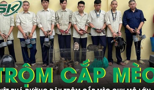 Nhóm thanh niên lập đường dây trộm cắp mèo quy mô lớn tại TPHCM