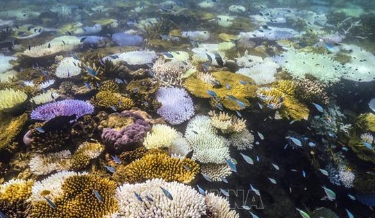 Nắng nóng 3 năm liên tiếp tẩy trắng một nửa rạn san hô toàn cầu