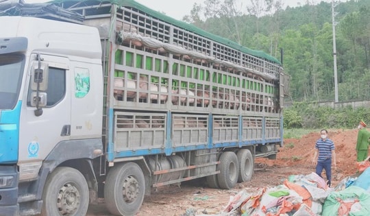 Ngăn chặn hơn 15 tấn lợn nhiễm dịch tả lợn châu Phi trước thềm Tết