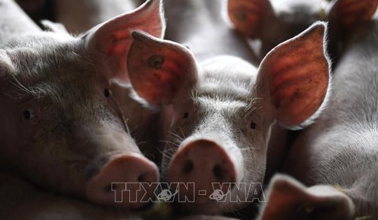 Dịch tả lợn châu Phi bùng phát tại Hàn Quốc