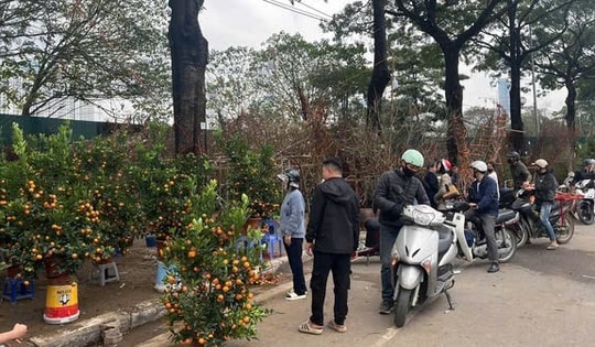 Chở đào quất cồng kềnh dịp Tết có thể bị xử phạt đến 14 triệu đồng