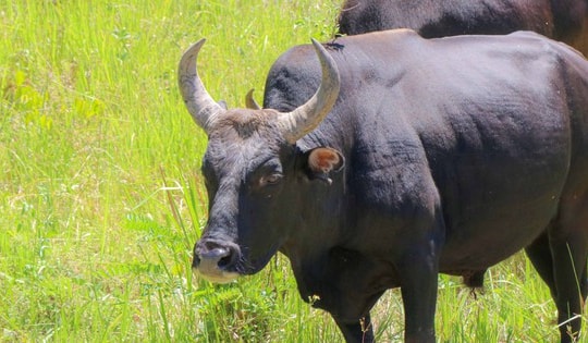 Ngắm đàn bò tót lai vạm vỡ sẵn sàng đón khách du xuân giữa núi rừng Khánh Hòa
