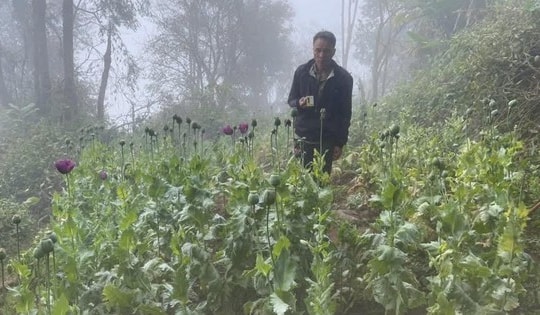 Vườn cây thuốc phiện nằm lẫn nương ngô trong rừng sâu