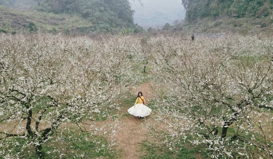 Mộc Châu khoác áo xuân: Trắng đồi mận, xanh đồi chè