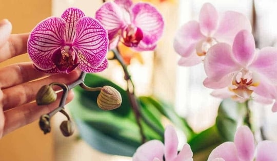 Giữ sắc xuân trọn vẹn: Cách chăm sóc hoa Tết để bền đẹp, tránh rủi ro đầu năm